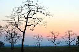 Kaziranga national park assam 1B8A9873